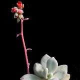 Pachyphytum glutinicaulis (soon! - bientôt !)